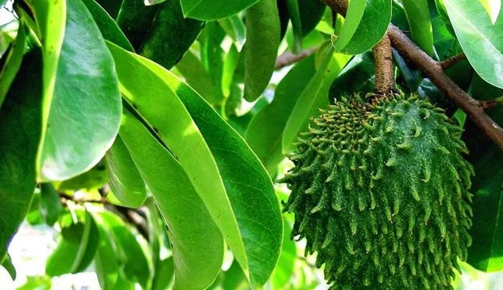 Sleep Better with Soursop Leaves: Exploring the Benefits of this Herbal Solution