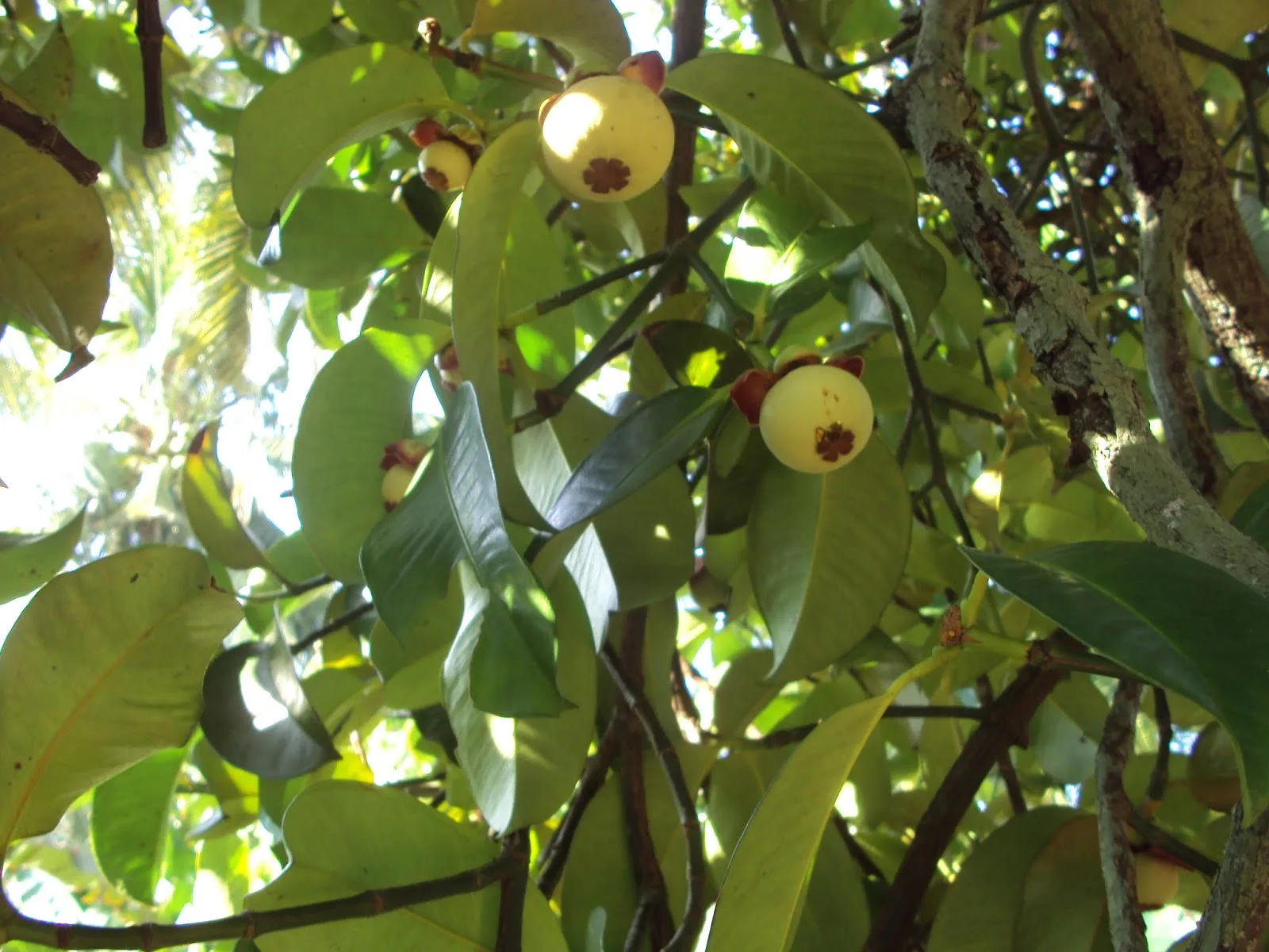 The Rise of Organic Mangosteen Farming: How to Cultivate a Thriving and Profitable Orchard