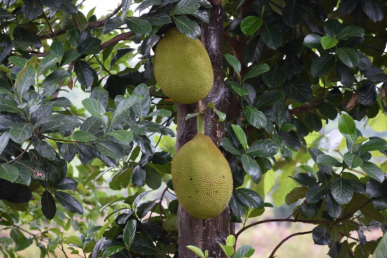 The Ultimate Guide to Growing Jackfruit at Home: Tips, Tricks, and Expert Advice