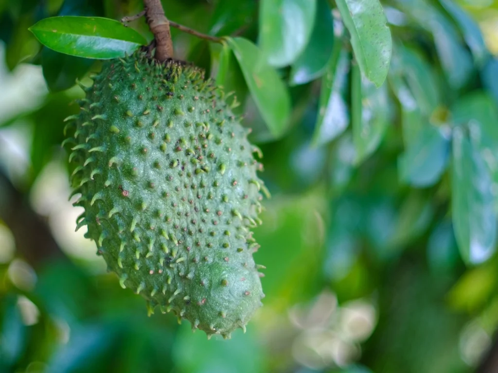 The Ultimate Guide to Growing Organic Soursop Fruit: A Step-by-Step Tutorial