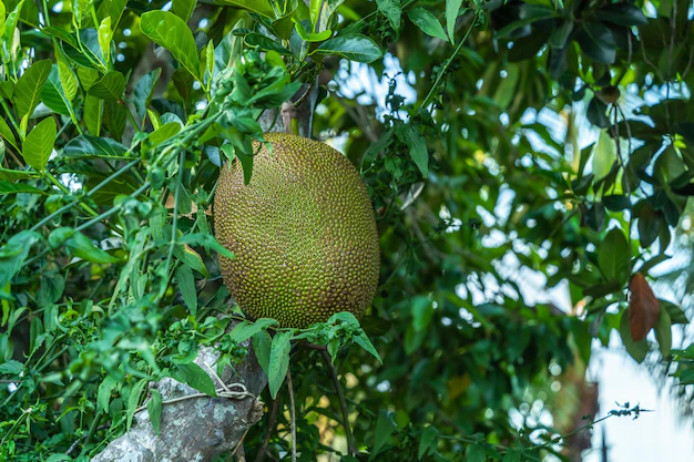 The Ultimate Jackfruit Planting Guide: Tips and Tricks for a Successful Harvest