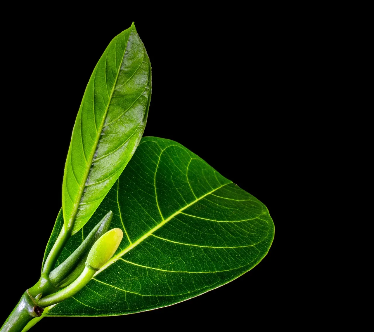 Unearthing the Hidden Potential of Jackfruit Leaves: A Comprehensive Guide to their Medicinal and Nutritional Value