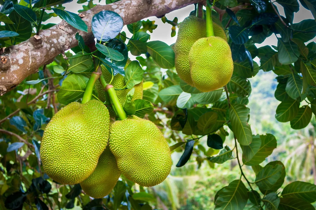 Unlock the Secrets of Organic Jackfruit Cultivation: A Step-by-Step Guide to Growing Your Own