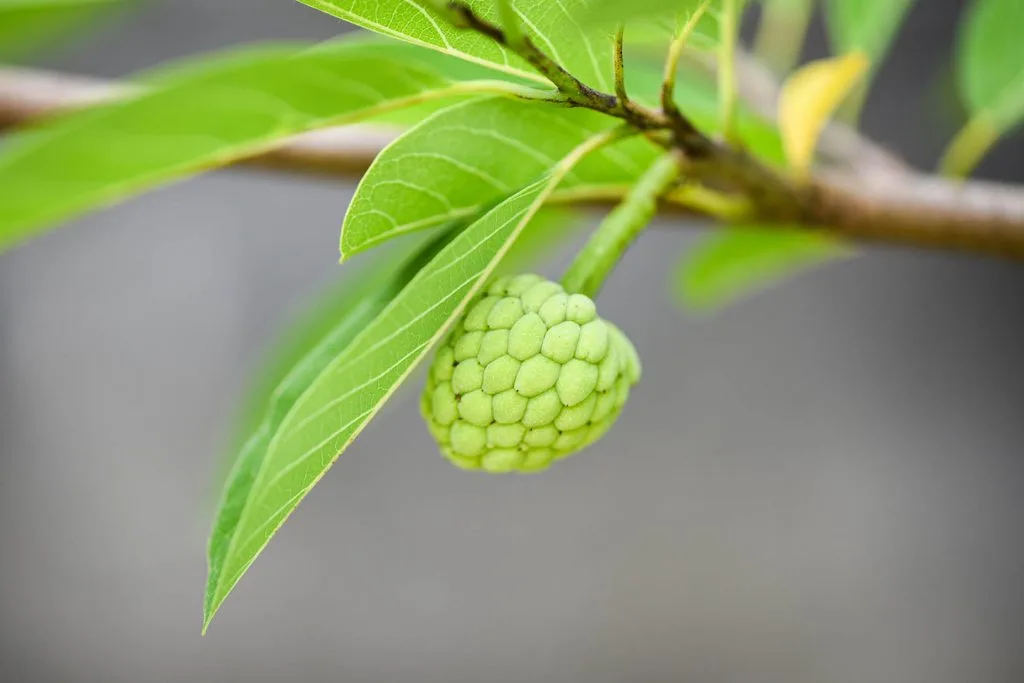 Unripe Soursop: The Potential Health Risks and Consequences of Consuming it Prematurely