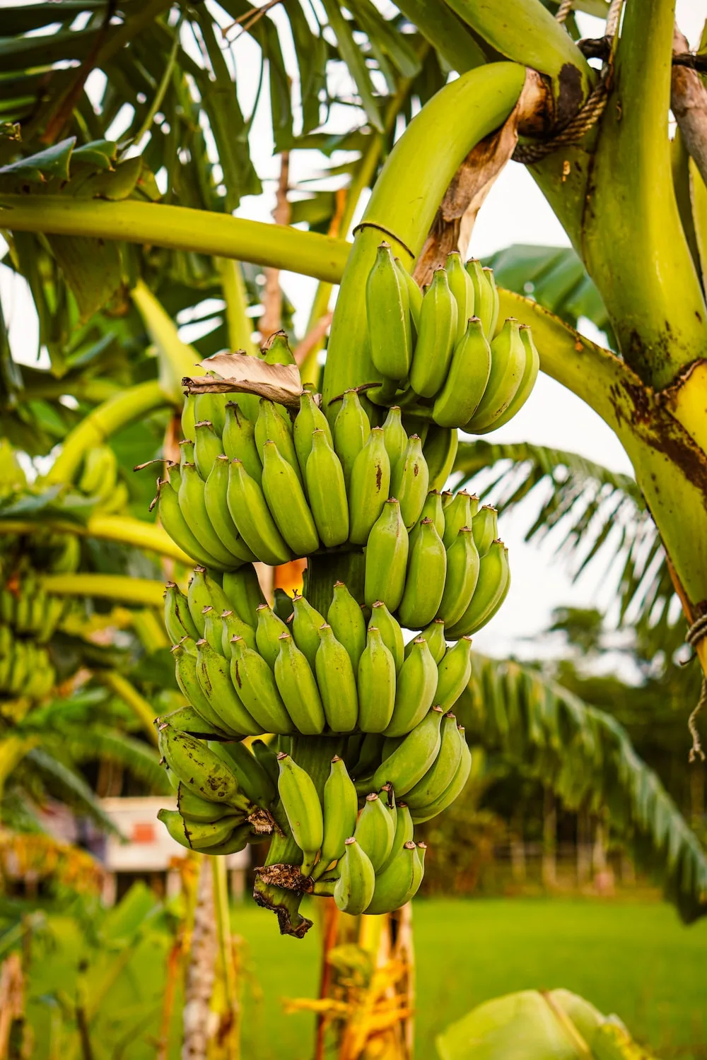 Why Green Banana Flour is the Superfood You've Been Missing Out On