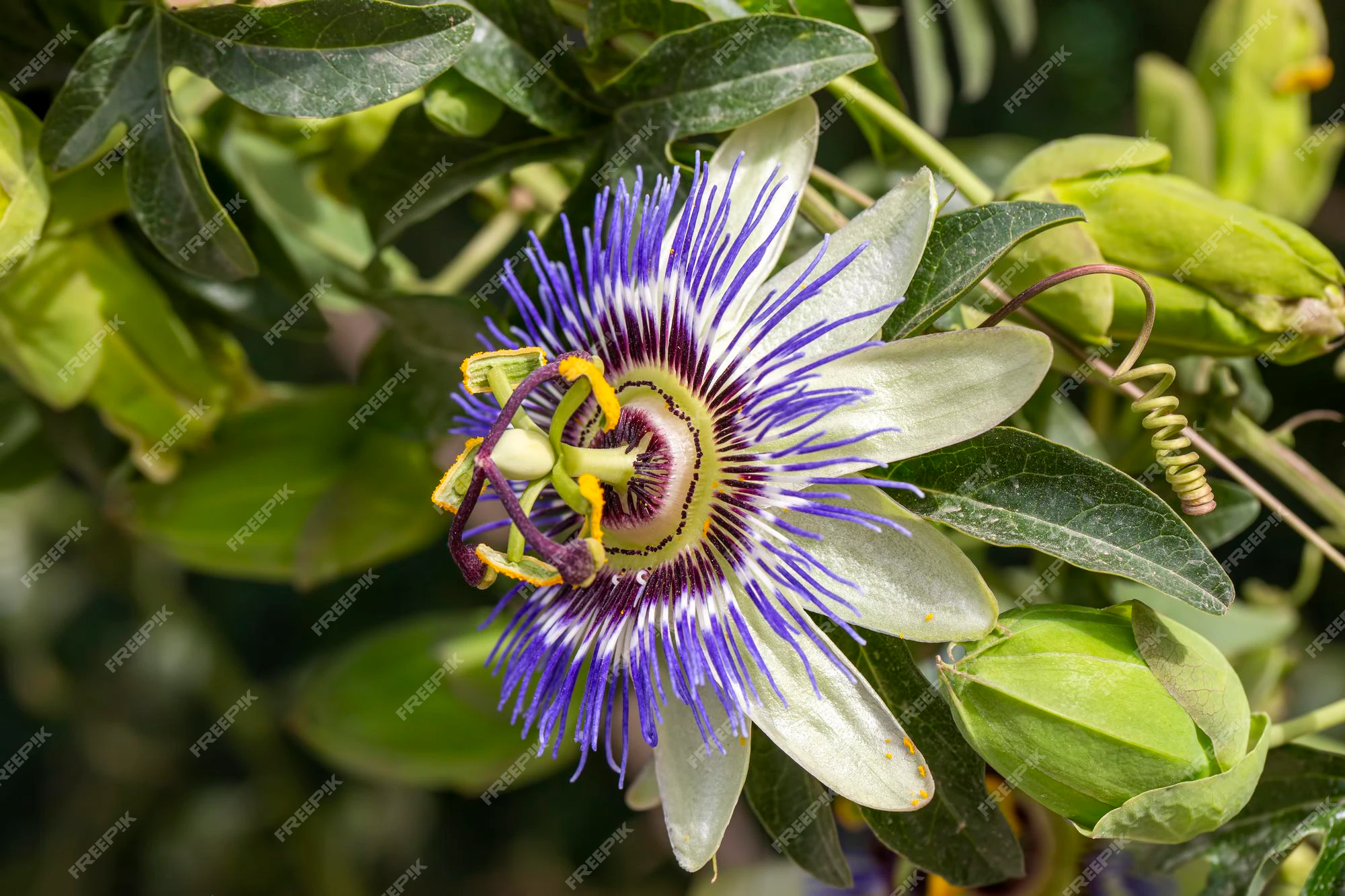 Passion Fruit Flowers: A Closer Look at Their Exquisite Blooms and Nutritional Wonders
