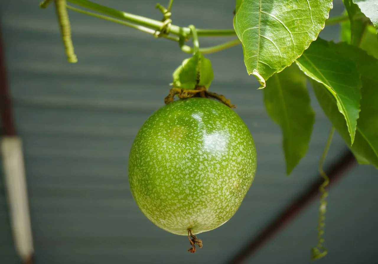 The Secret to a Bountiful Harvest: Nurturing Your Passion Fruit Vine for Optimal Growth