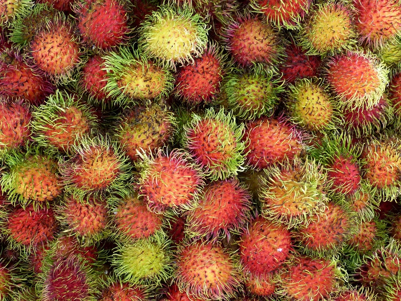 Unveiling the Abundance: Exploring the Diverse Rambutan Varieties in Indonesia