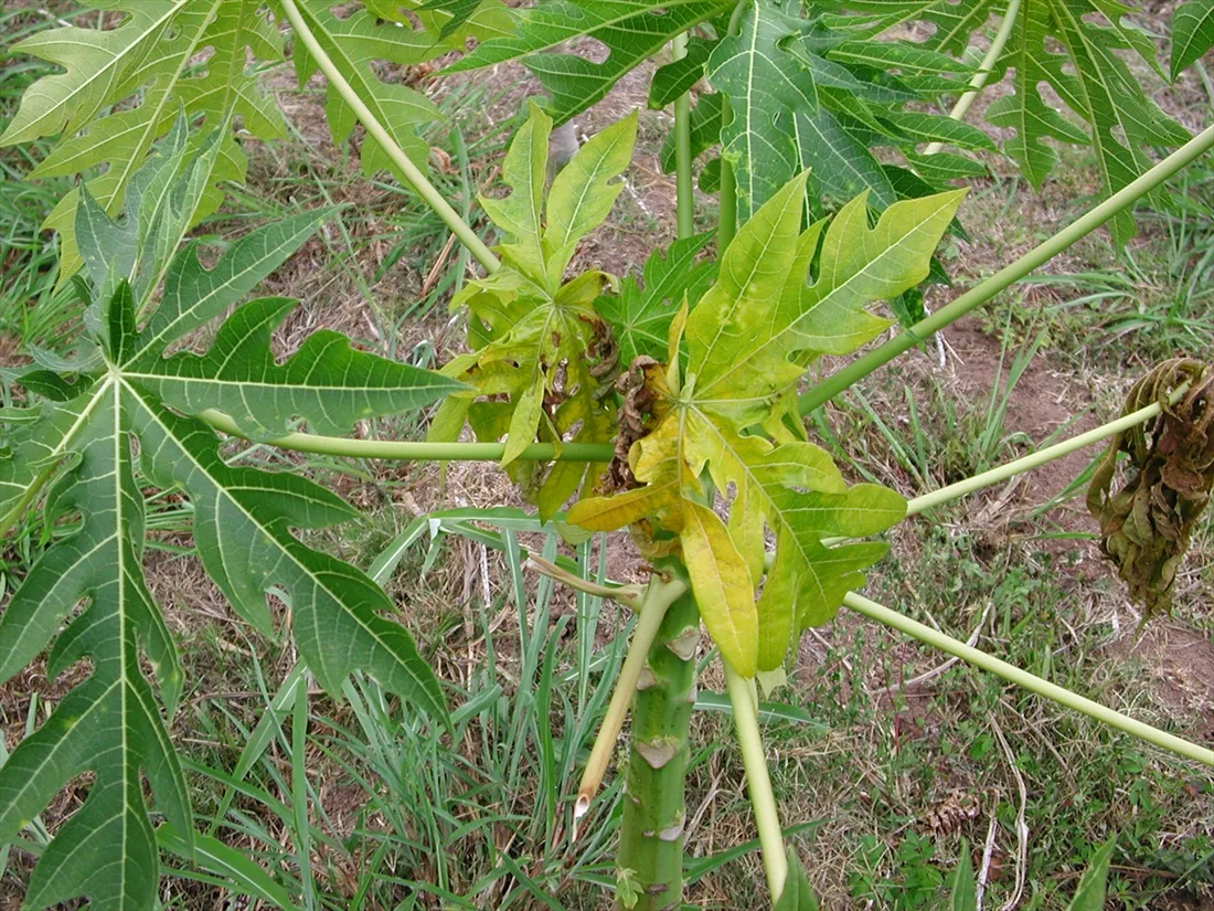 Effective Strategies for Papaya Leaf Curl Disease Treatment: A Comprehensive Guide