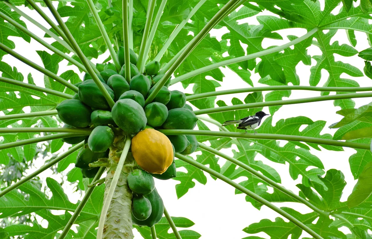 Maximize Yield: How to Create the Perfect Papaya Tree Fertilizer at Home
