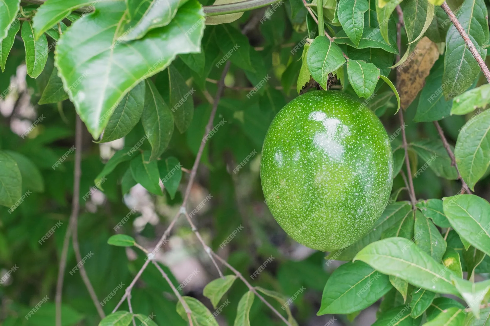 Step-by-Step Guide: How to Successfully Grow a Passion Fruit Tree from Cuttings