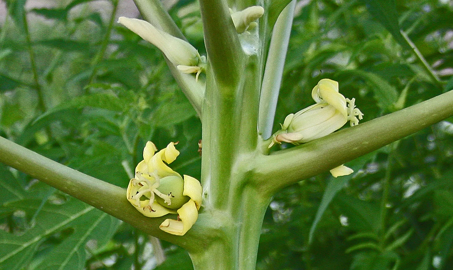 The Unseen Value of Papaya Tree Flowers: More Than Just a Fruit Tree